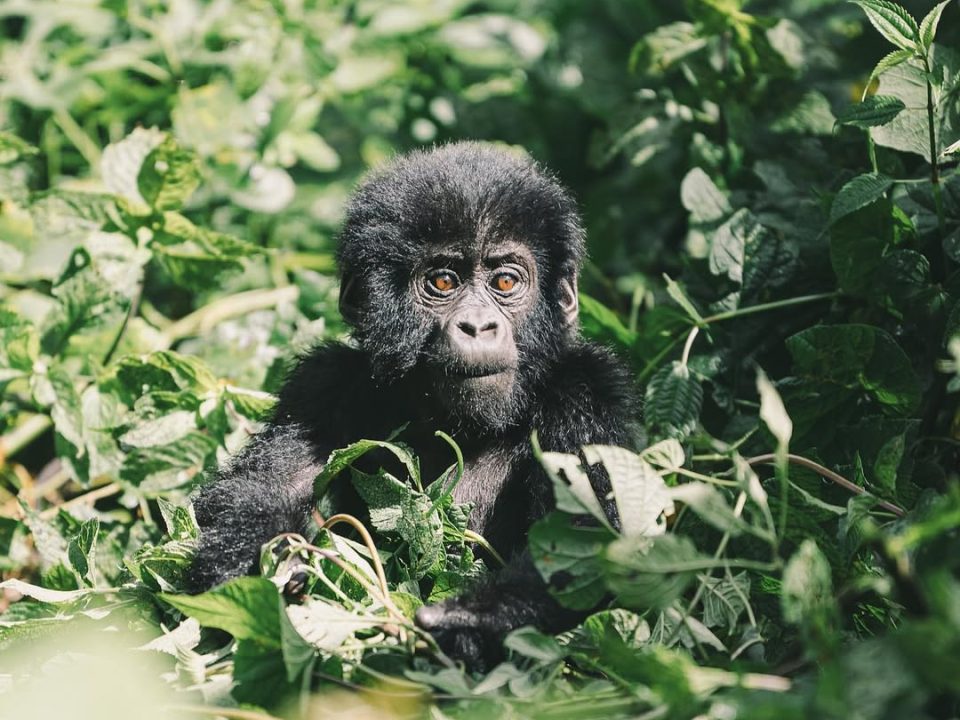 Gorilla Trekking for Beginners