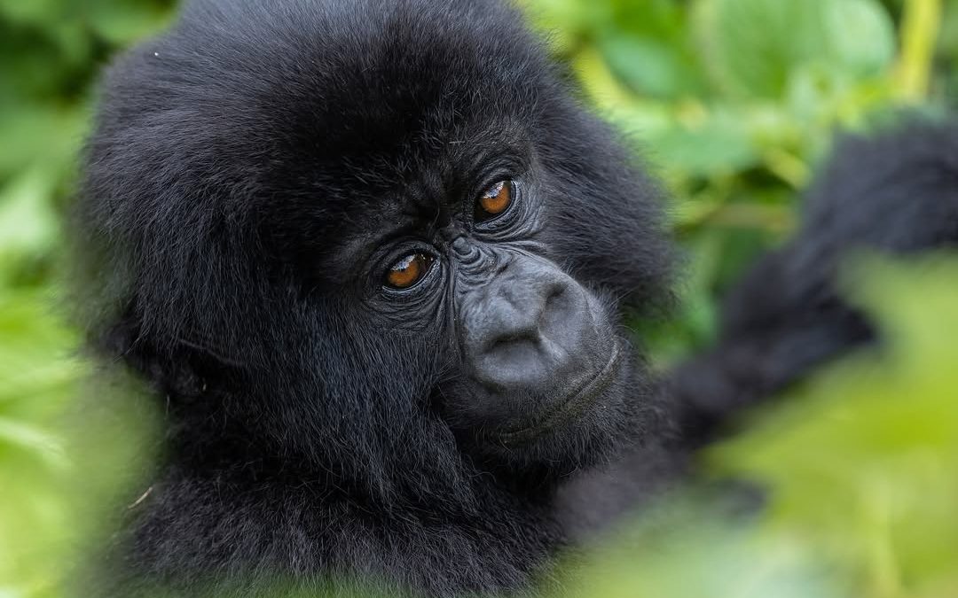 Best Time of the Year for Gorilla Trekking in Uganda