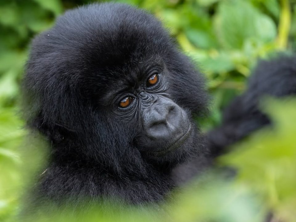 Best Time of the Year for Gorilla Trekking in Uganda