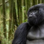 100 men Vs One Gorilla