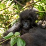 plants gorillas feed on