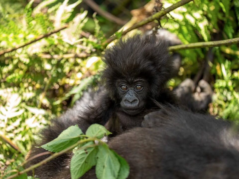 plants gorillas feed on