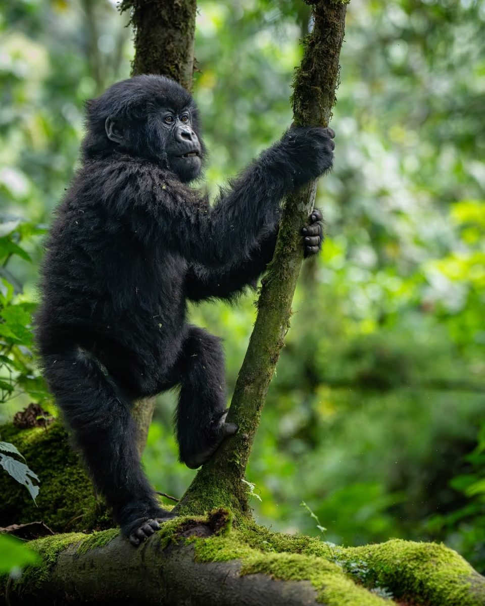 Baby Gorilla Climbing
