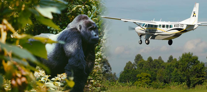 Fly-in gorilla safaris to Bwindi Impenetrable Forest