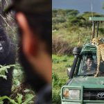 Uganda Safari vs Kenya Safari