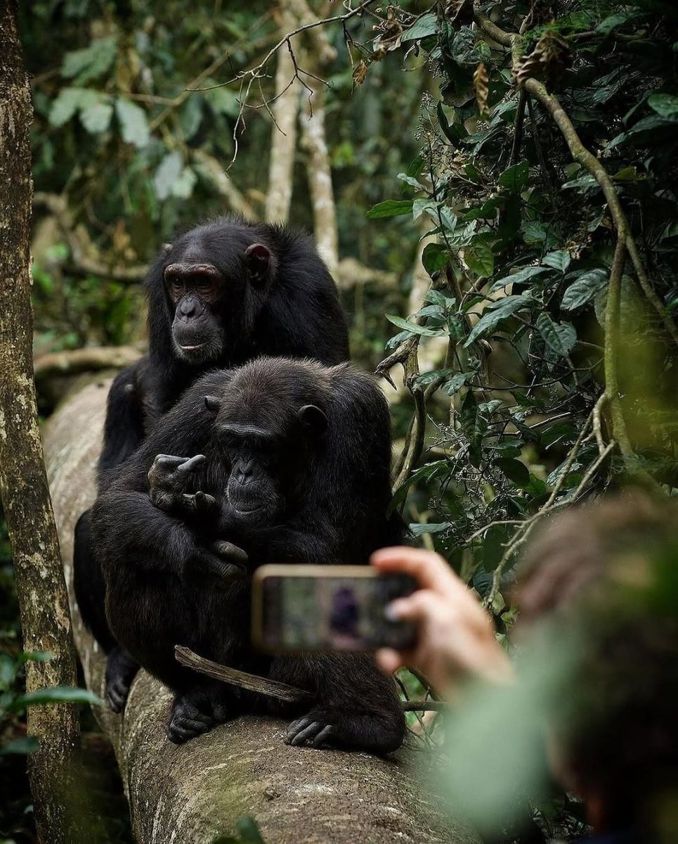 Nyungwe Chimp trekking & Kivu