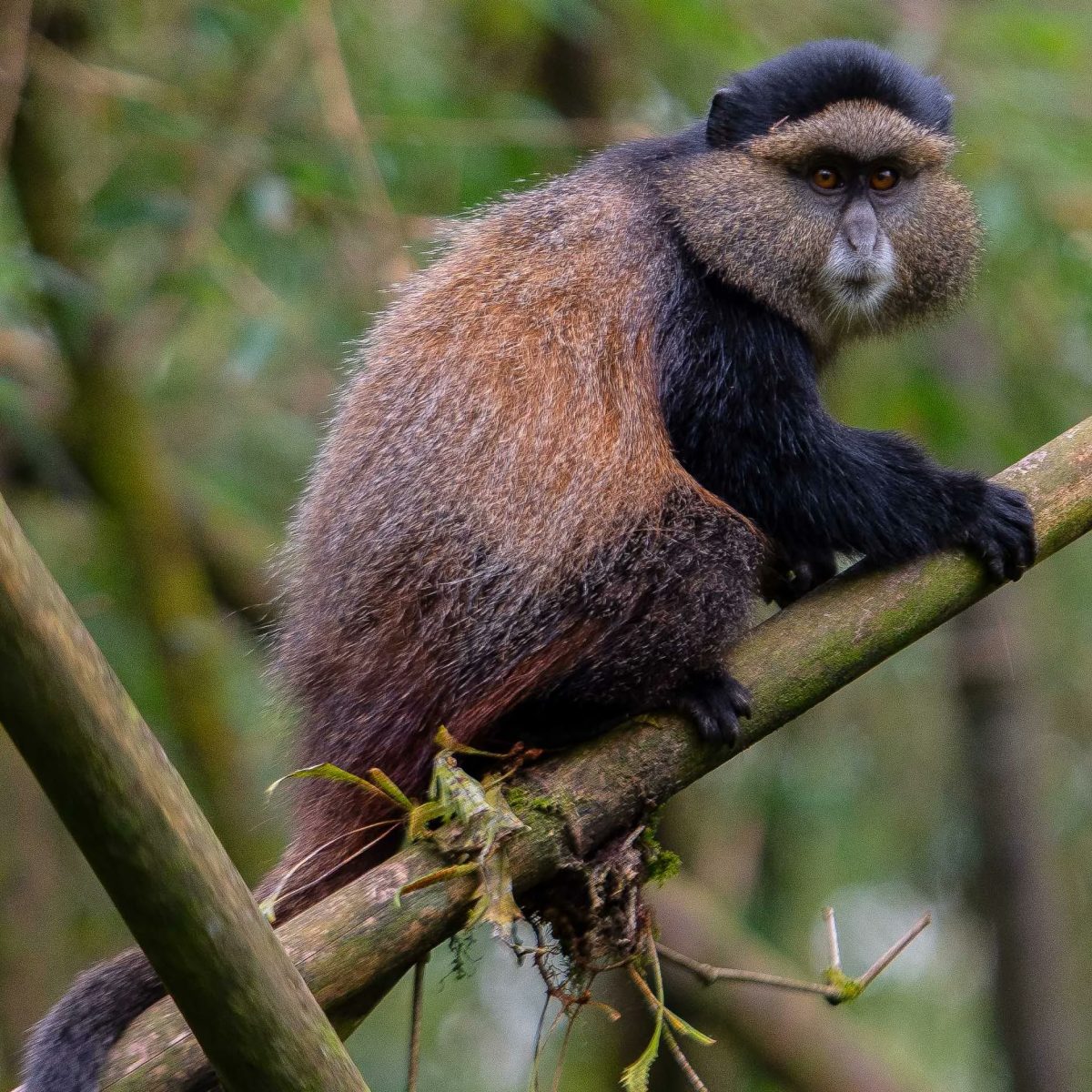 3 Days Golden Monkey & Bisoke