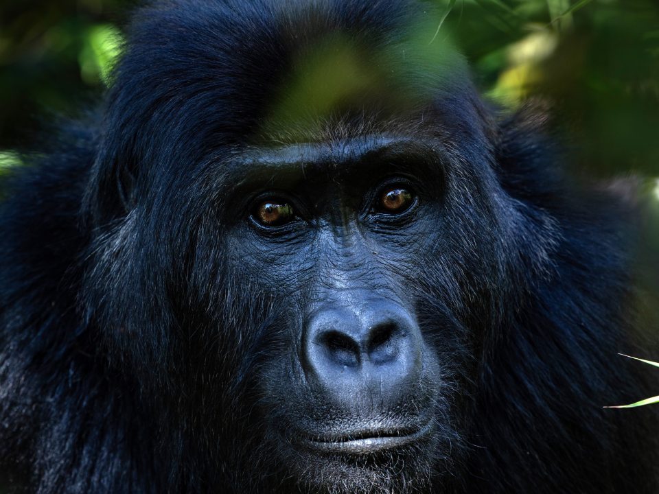 Top 5 Reasons to Visit Mgahinga Gorilla National Park