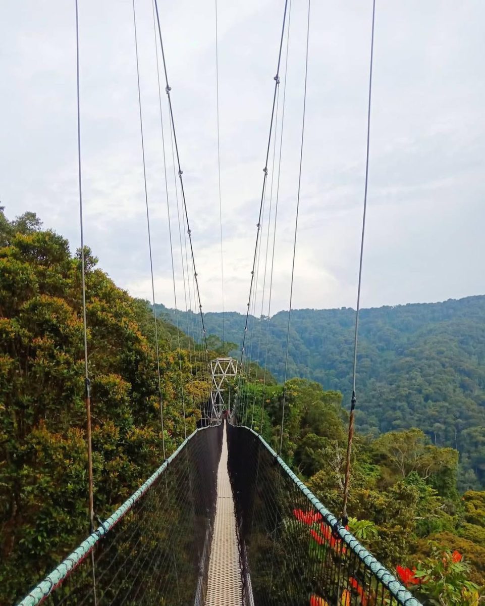 Nyungwe Chimp Trekking & Kivu