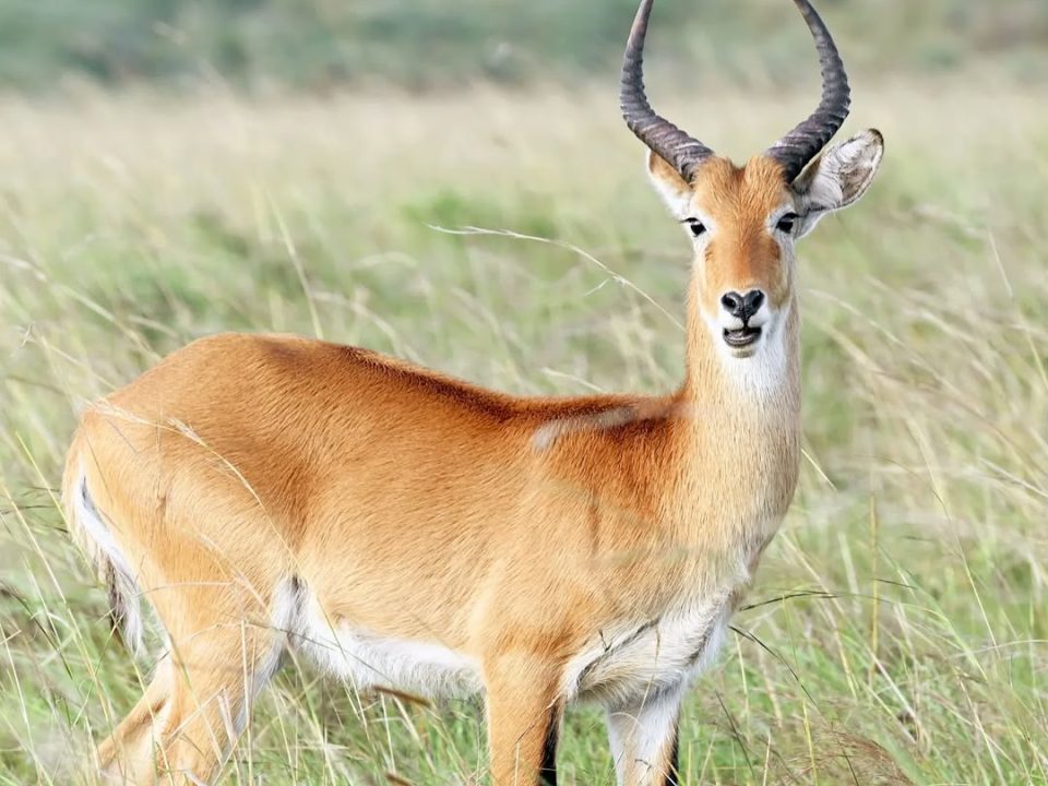 Kidepo Valley: Uganda’s Remote Wilderness Safari