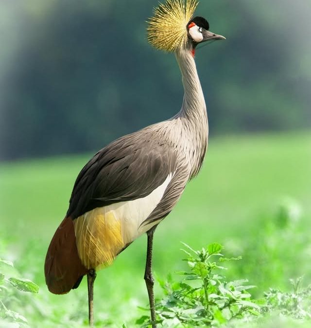 10 Days Uganda Photography and Birding