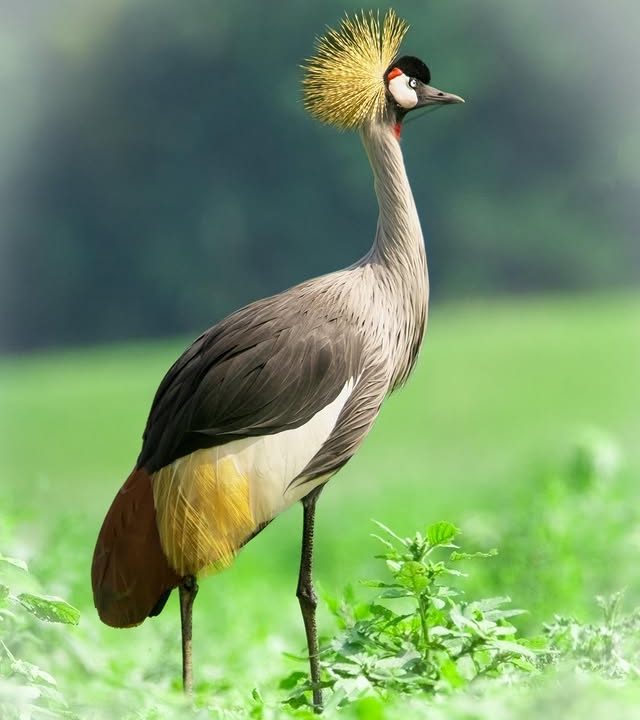 10 Days Uganda Photography and Birding