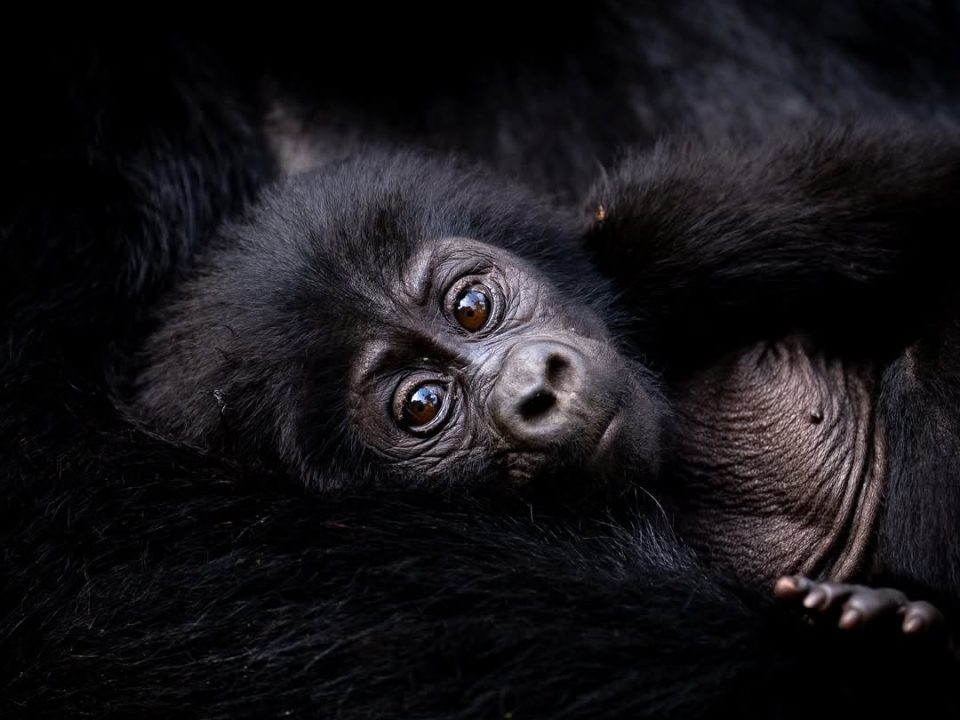 Gorilla Trekking vs Chimpanzee Tracking