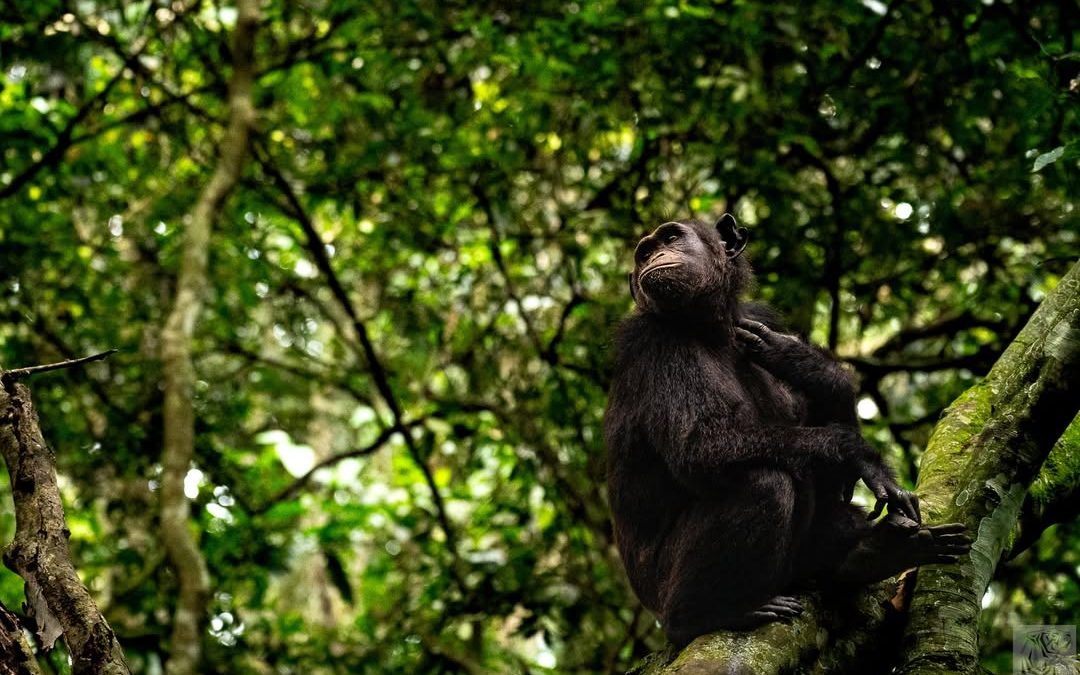 5 Days Gorilla Trekking and Chimp Tracking Combo Itinerary