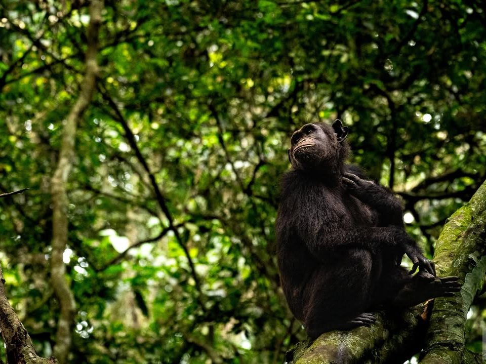 5 Days Gorilla Trekking and Chimp Tracking Combo Itinerary