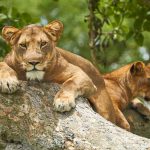 Best 7-Day Uganda Safari Itinerary (Gorillas + Wildlife)