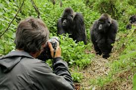 How to Photograph Gorillas in the Wild