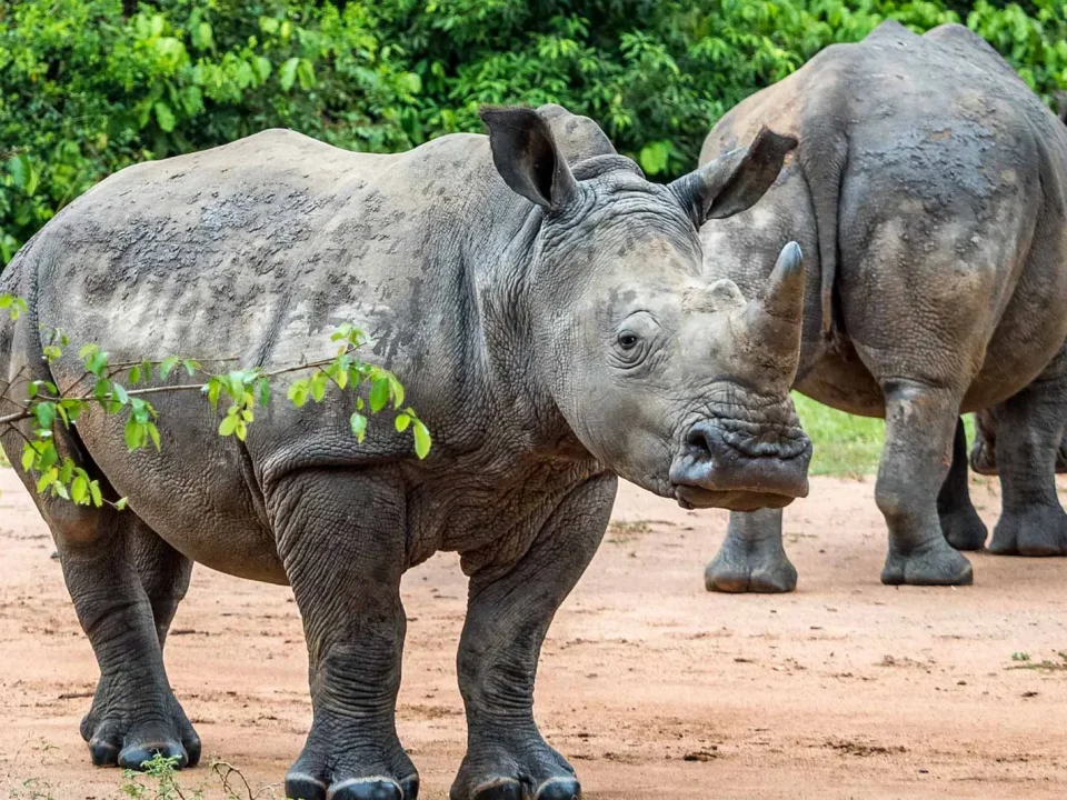 19.Ziwa Rhino Sanctuary: Where to Track White Rhinos in Uganda