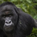 Uganda Safari Prices in 2025