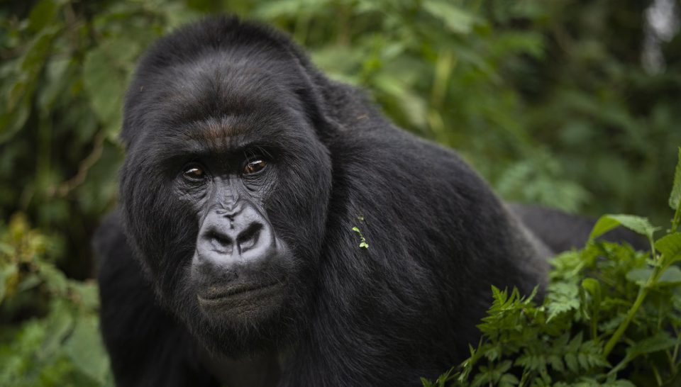 Uganda Safari Prices in 2025