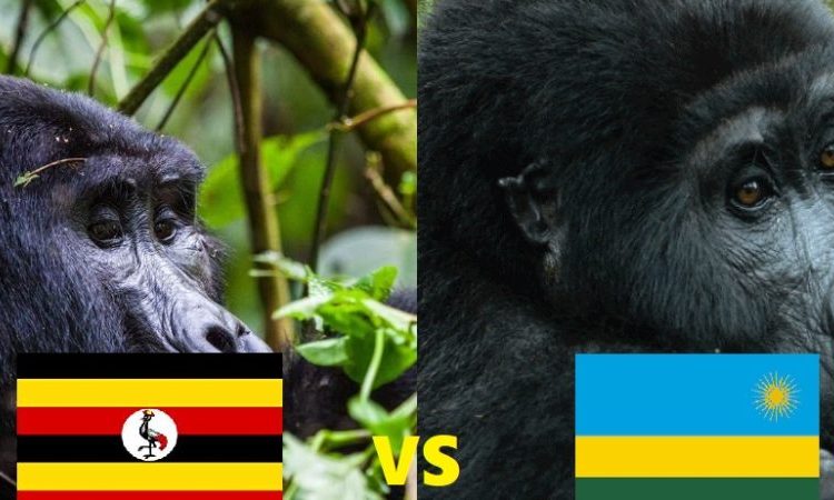 Uganda vs Rwanda for First-Time Visitors