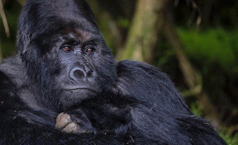 Bwindi Gorilla trekking from Kigali
