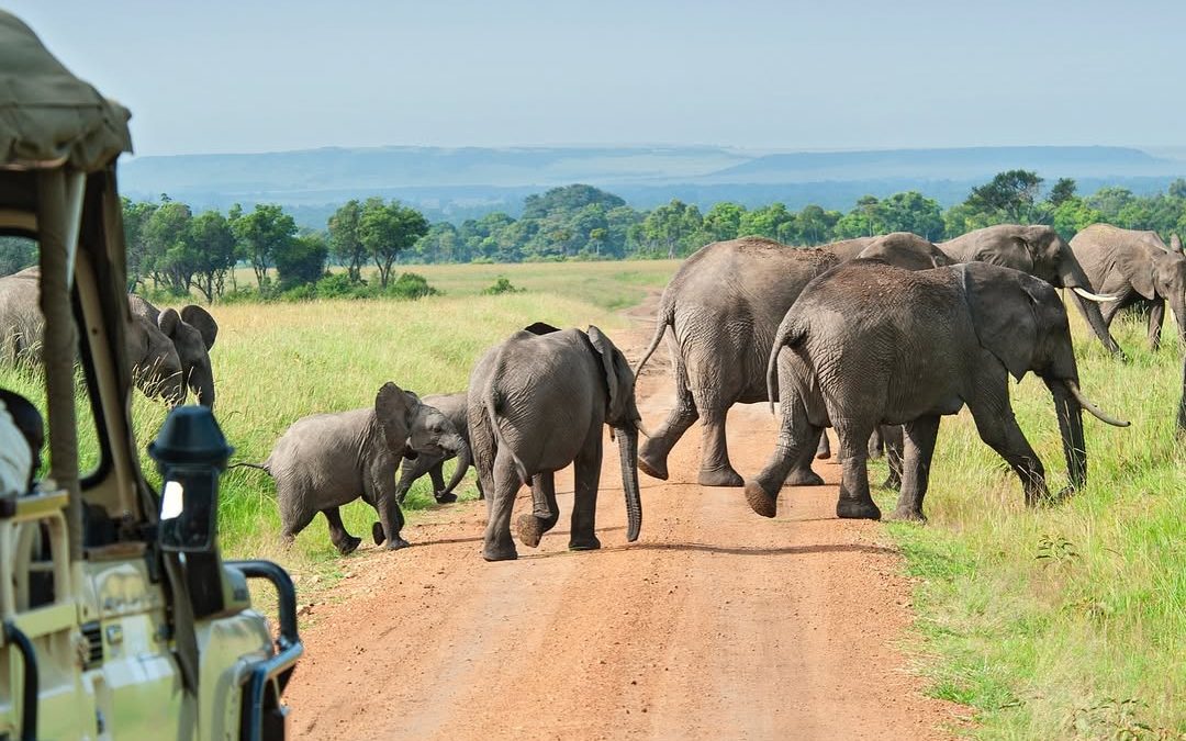 Uganda’s Big Five