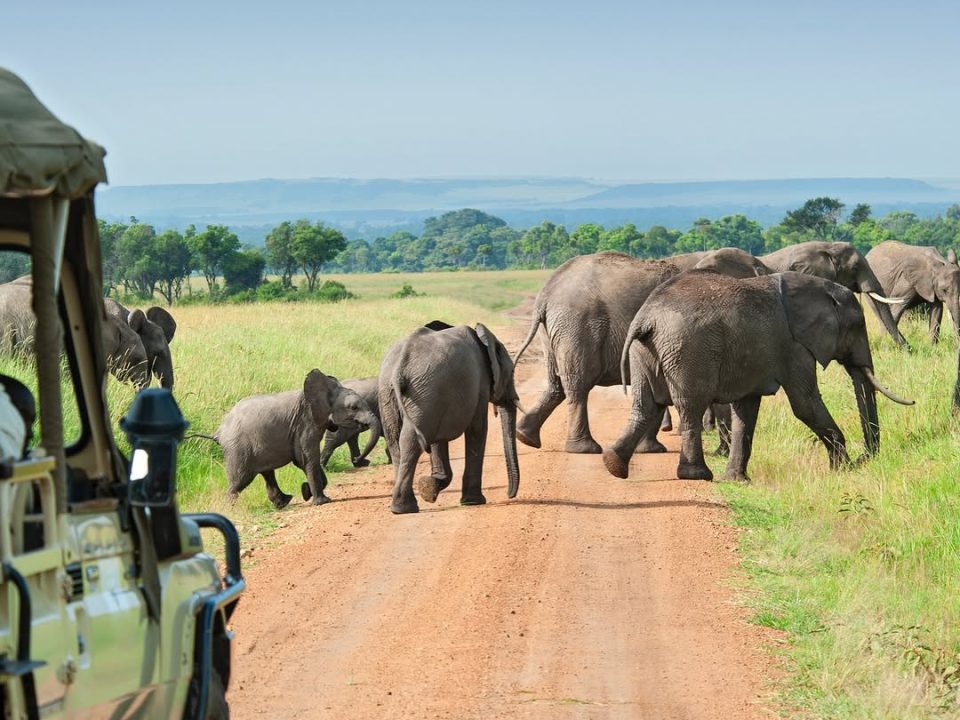 Uganda’s Big Five