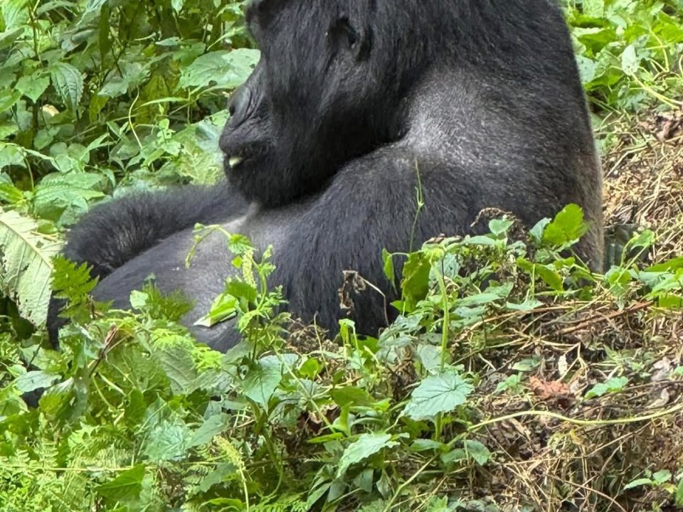Cheapest Way to See Gorillas in Uganda