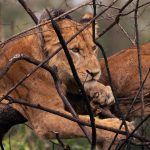 Unique Wildlife You’ll Only Find in Uganda