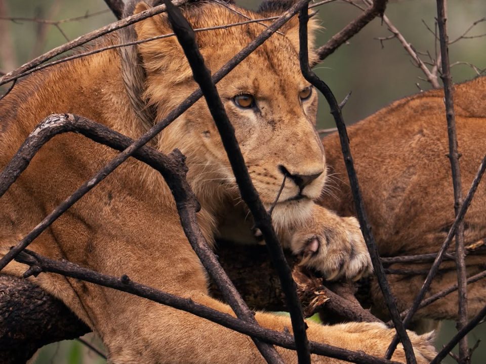 Tree-Climbing Lions of Ishasha: How to Spot Them