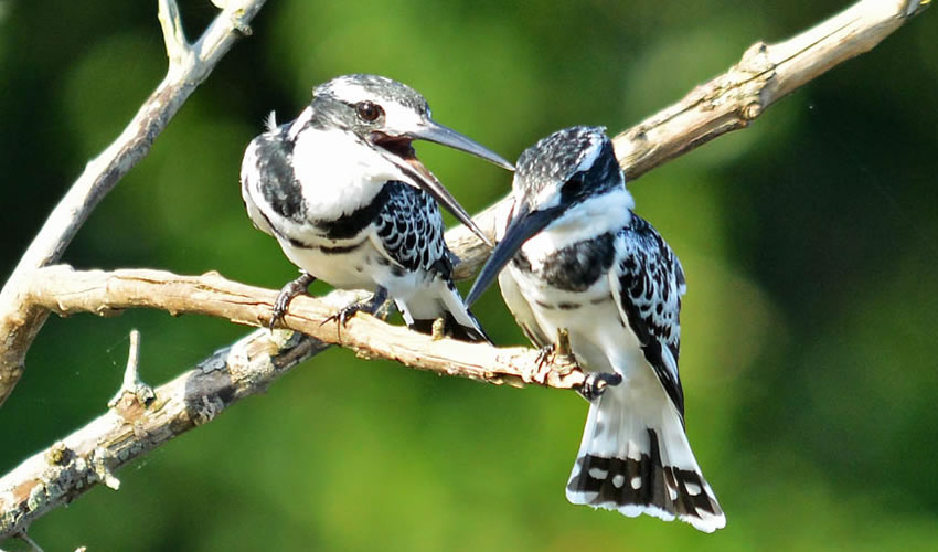 Birdwatching in Uganda