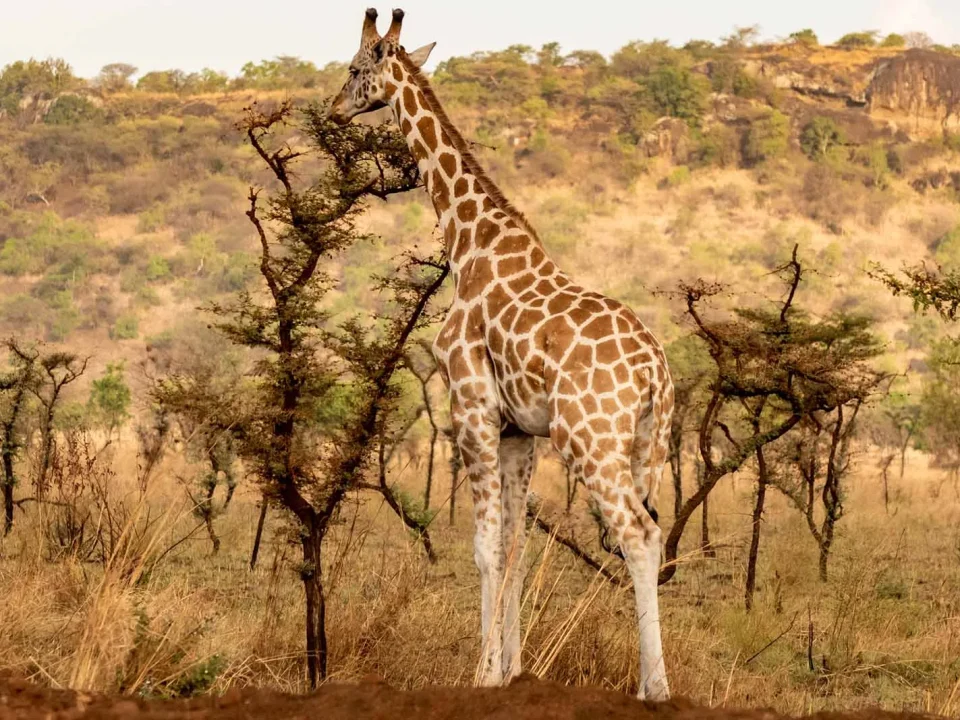 Budget vs Luxury Safari in Uganda