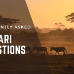 Questions to Ask Before Booking a Safari in Uganda