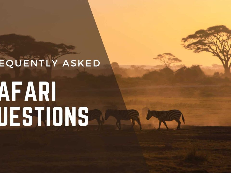 Questions to Ask Before Booking a Safari in Uganda