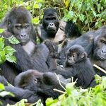 Best Gorilla Trekking Insurance