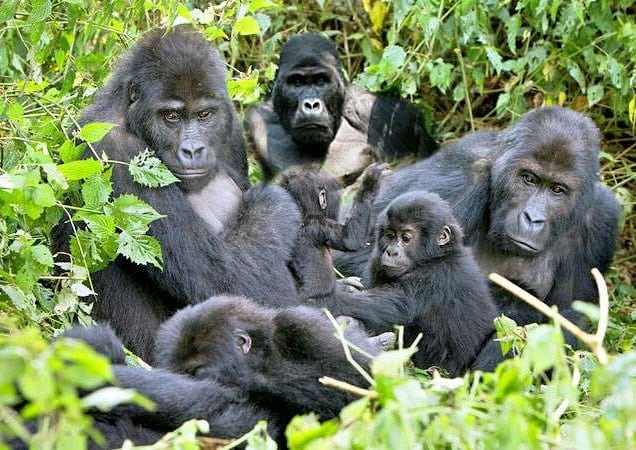 Best Gorilla Trekking Insurance