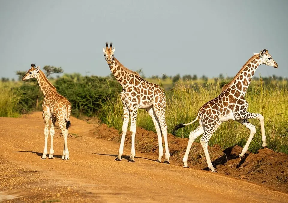 Why June–August is Peak Safari Season in Uganda