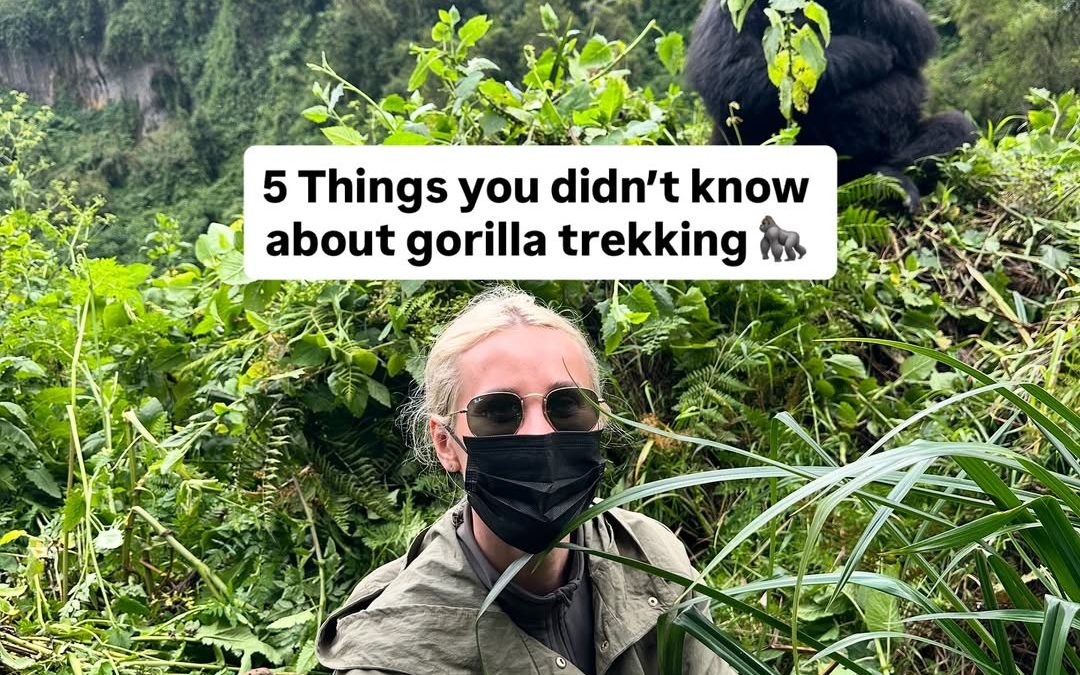 Things to know about Gorilla Trekking