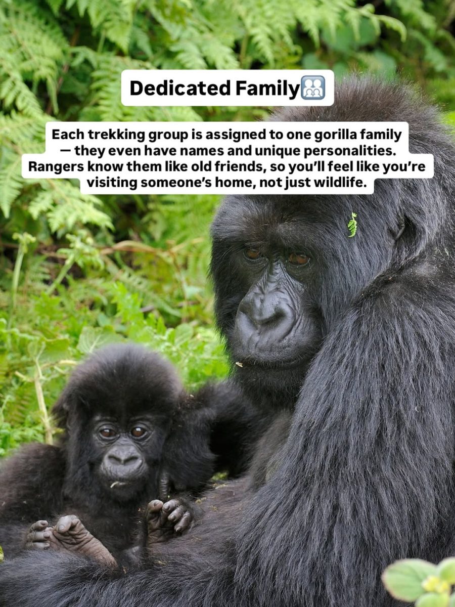 Gorilla and her baby in Bwindi