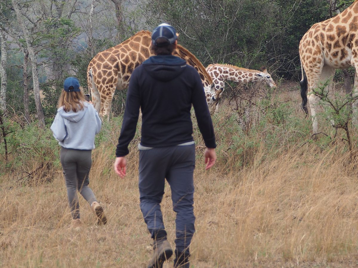 Guided walking safari
