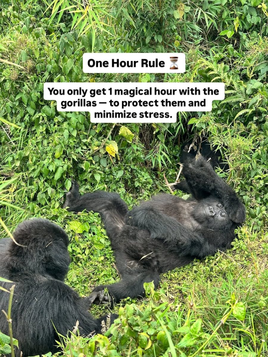 Gorilla family in Bwindi
