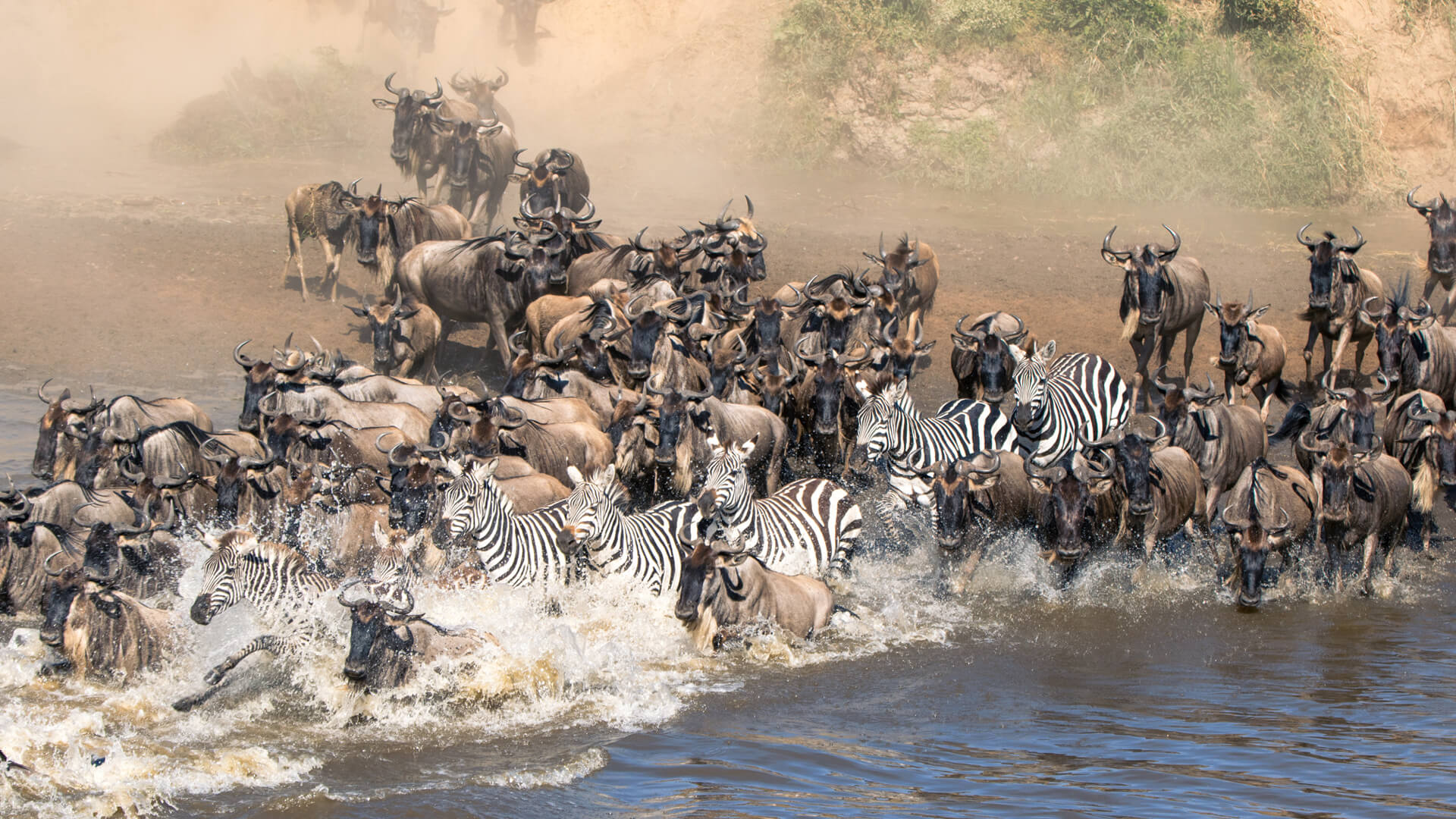 Gorilla Trekking and Wildebeest Migration