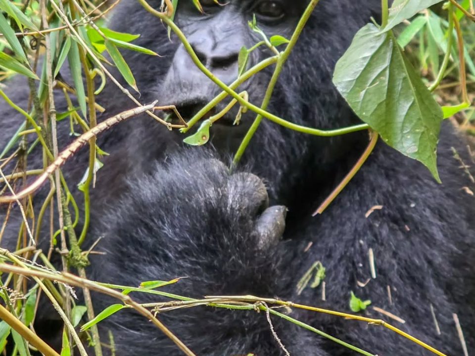 3-day budget gorilla trekking