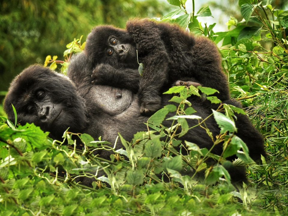 7-Day Uganda Gorilla Wildlife Safari