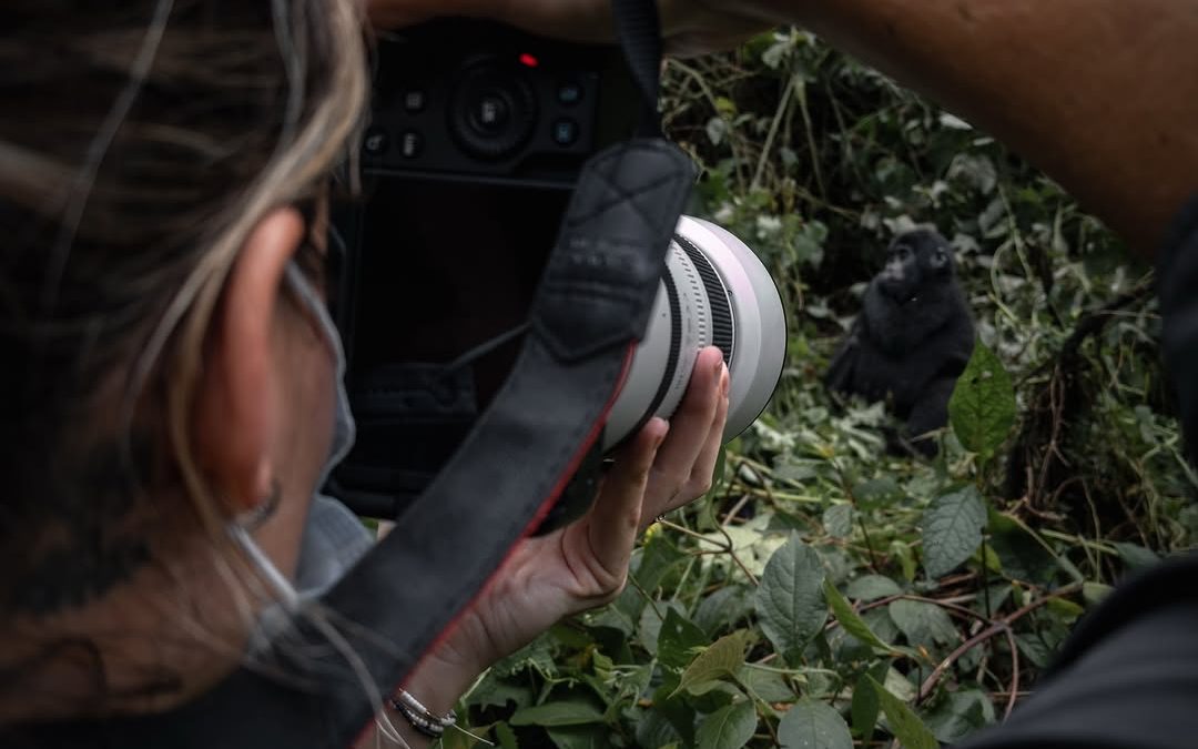 Gorilla Photography Without Flash