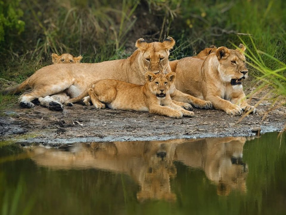 Gorilla trekking and Maasai Mara safari