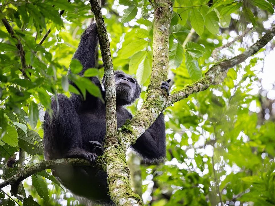 Gorilla & Chimpanzee Trekking tour