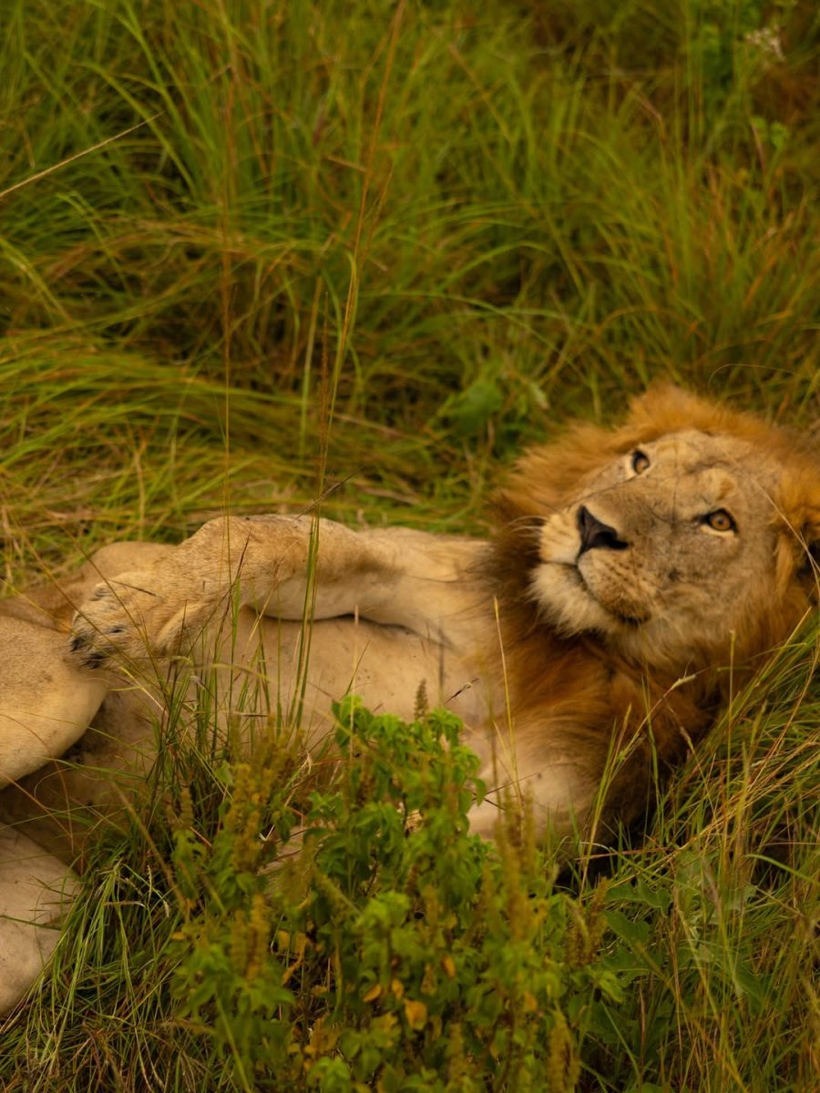 Gorillas and Big Five Safari