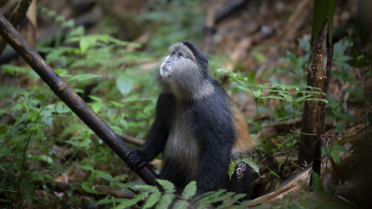 Gorilla and Maasai Mara safari
